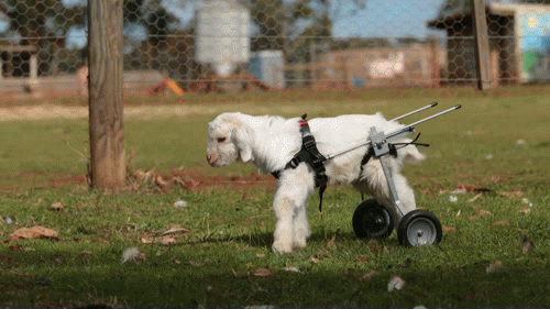 arbeaone:  Frostie the Snow Goat, cared for by Edgar’s Mission Farm Animal Sanctuary.  “If we could live happy and healthy lives without harming others… why wouldn’t we?”  ― Pam Ahern of Edgar’s Mission 