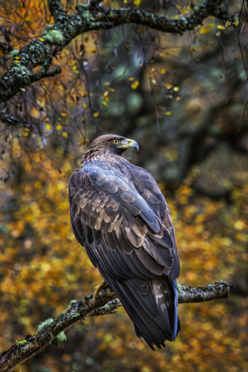 burning-soul:  by Paul Keates on 500px 