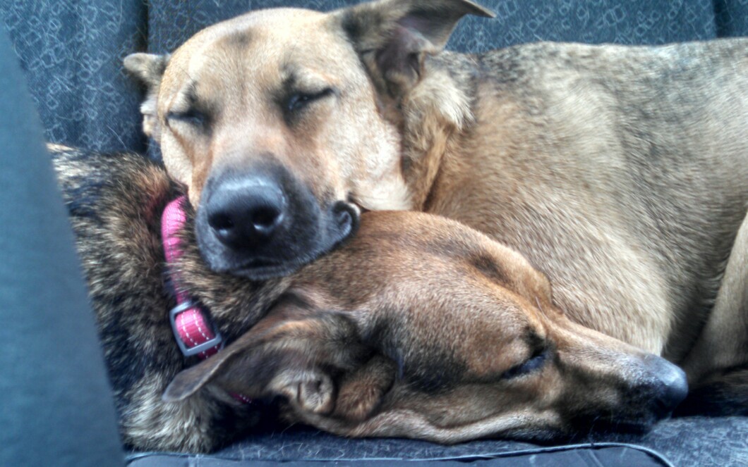 <p>Went on a long car ride with the dogs this morning and saw THIS when I turned around…</p>

<p>Don’t tell me they don’t love each other.</p>