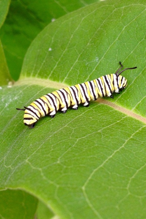 Monarch and milkweed (Danaus plexippus &amp; asclepias syriaca) Saw this little beauty as I was 