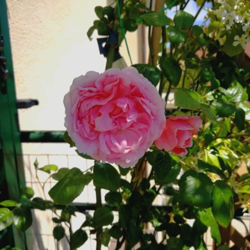 Tutta la pioggia che è venuta sta dando i suoi frutti ❤️ #strawberryhill #davidaustinroses #e