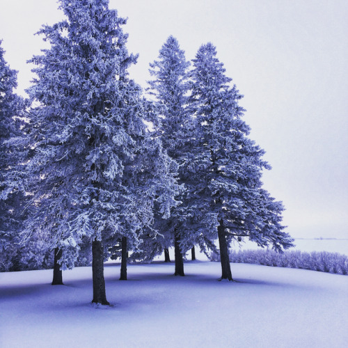 Such a magical morning!. . . #hoarfrost #minnesota #mn #getoutside #gooutside #winter #trees #prai