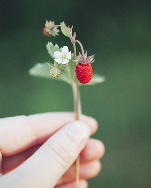 allthebeautifulthingsblog 