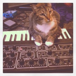 stiflingluxury:#Synthcat