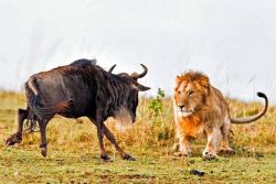 bigcatslions:  Photography Aditya SinghMasai Mara National Reserve, Kenya 