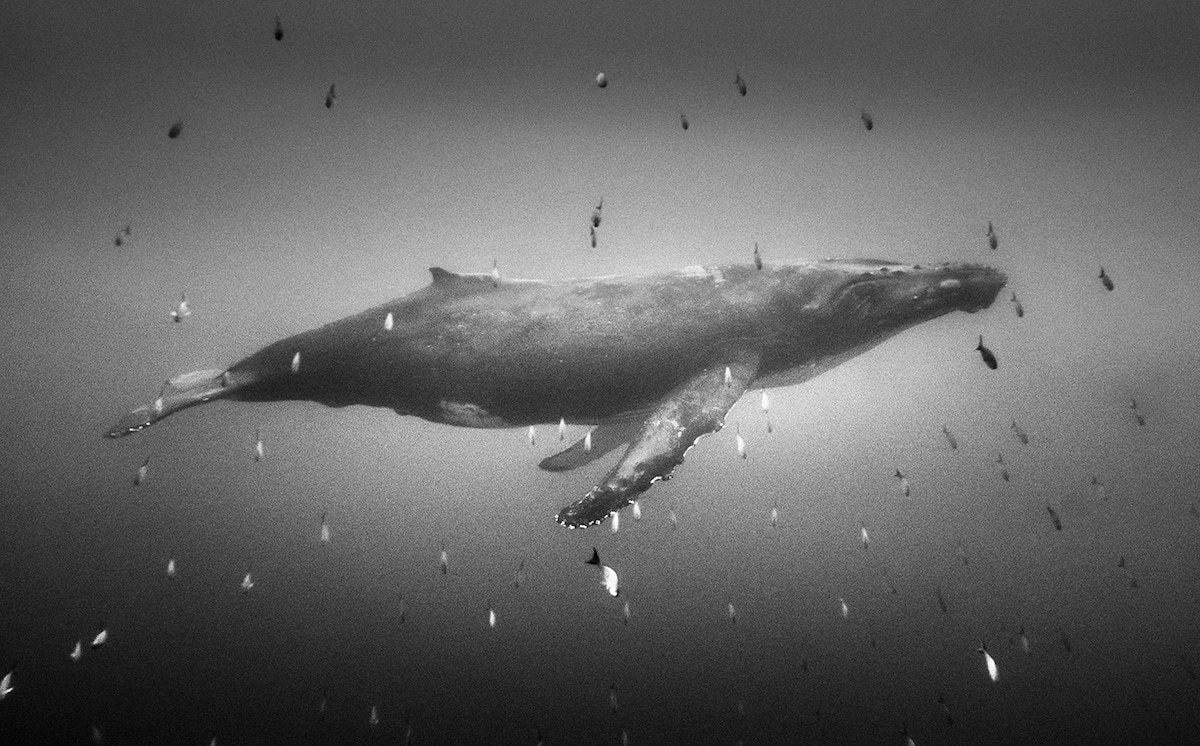 escapekit:  Underwater Life Mexico-city based photographer Christian Vizl has been