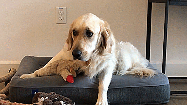 boopymooplier:What a cute pup Chica is