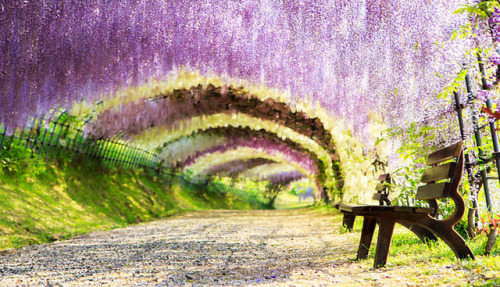 Kawachi Fuji Gardens in Kitakyushu, Japan | © soulad123, dk tazunoki, hilllander, udivitelno