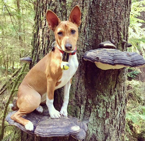 cuteanimals-only:TIL dogs on mushrooms is a thing