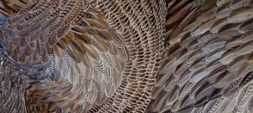 asylum-art: Incredible Bird Feather Sculptures By Kate MccGwire Widely-renowned British artist Kate 