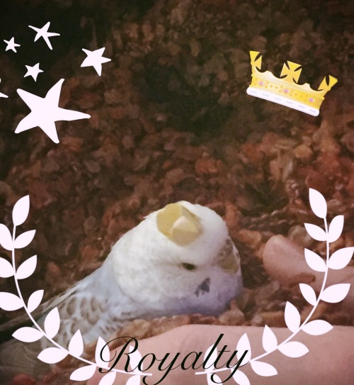 thecomfyknight: 👑 