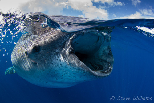 Whale Shark (by Jaw&rsquo;s Dad)