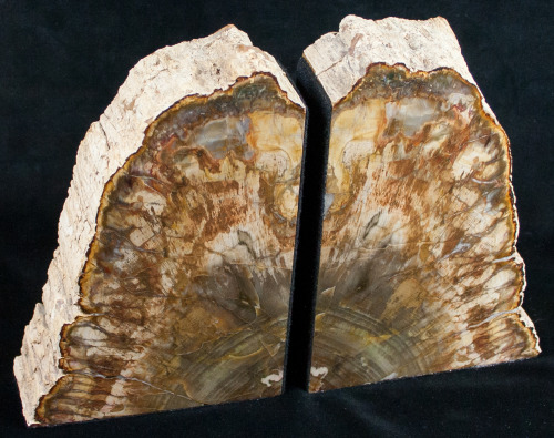 fossilera:We just added about a dozen new petrified wood bookends to FossilEra.com last night.  A co