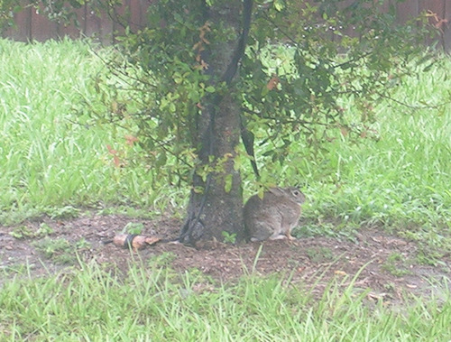 my yard is filled with cardinals and rabbits right now !!       