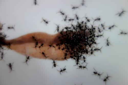 asylum-art:  Porcelain pieces that are infested with hand-painted ants by artistLa Philie  on Etsy German artist Evelyn Bracklow of La Philie decided to combine the elegance of vintage porcelain with the grossness of a horde of ants in a series she calls