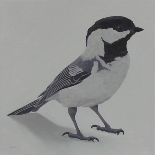 Black-Capped ChickadeeAcrylic on canvas 8x8". Charles Morgenstern, 2022. Colorado Springs, Colo