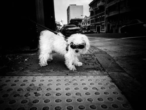 “Bark Bark, Man” - San Francisco, CA—–#urbanandstreet #streetactivitytea