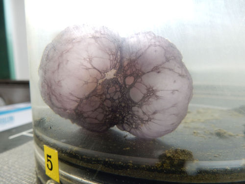 Remember that strange purple orb deep-sea scientists fought a crab for? It’s revealed itself to be a
