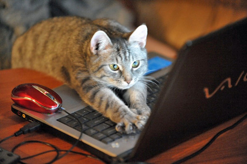 Porn tastefullyoffensive:  Cats Using ComputersPreviously: photos