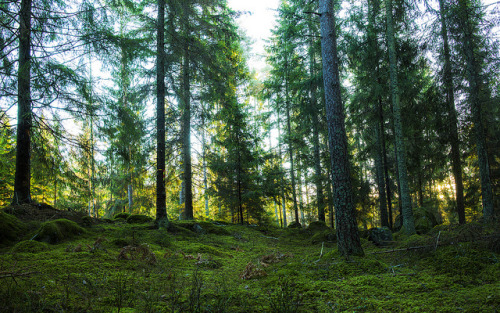 Aspa skog by iwanvh on Flickr.