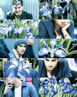 clumsyevening:  One Direction: Flower Zayn as Iris 