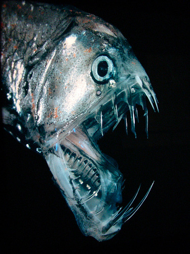 Sex odditiesoflife:  Terrifying Deep Sea Creatures pictures