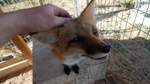 The many antics of vulpes vulpes, being the very curious and silly creatures they are, they love to 