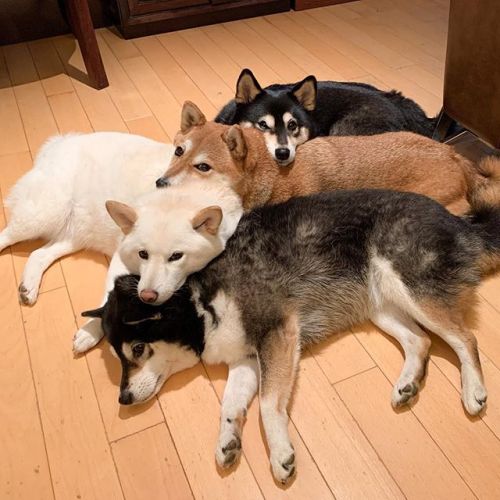 doggosource:stack