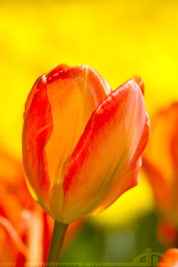 blooms-and-shrooms:  Dutch Delight…. by