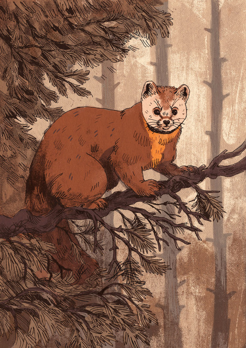 Pine marten I wanted to try some new brushes so I went a crazy with the textures