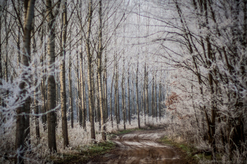 azabocheni-mindiko:caitlingillam:  Walking in the Winter Wonderland by Levente Bodo on Flickr.      