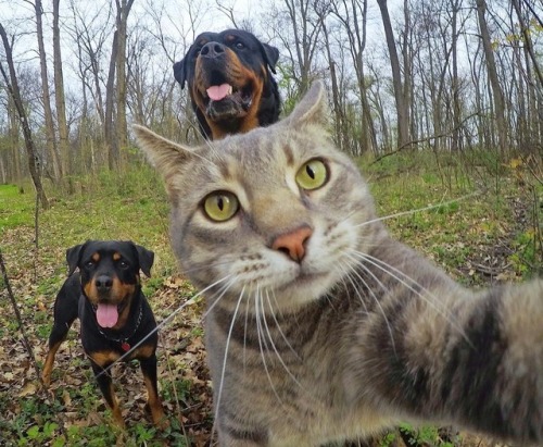 Sex aww-so-pretty:  This cat have better selfies pictures