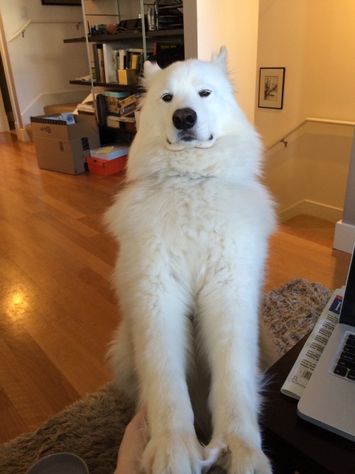 skookumthesamoyed:Longgy the Long Doggy