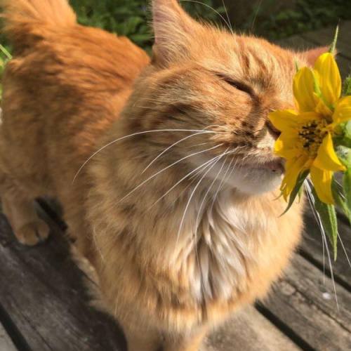 the-sunflower-one:Yellow flower