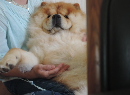 chow29dora: リクライニングチェア。reclining chair.