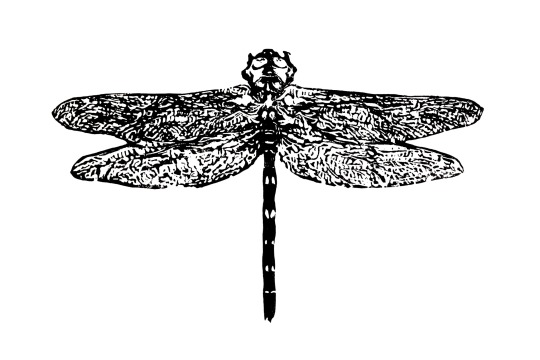 black and white dragonfly tattoo