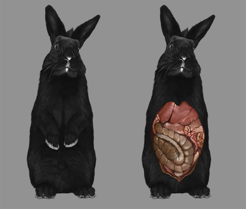 Anatomic study of the abdominal cavity of the rabbit. ~16hThe digestion of rabbits, guinea pigs, and