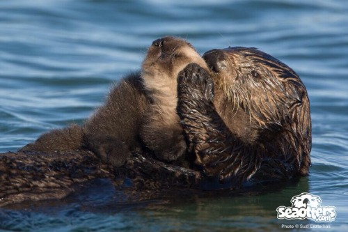 maggielovesotters: Such a cute photo from SeaOtters.com twitter.com/seaottersdotcom/status/4