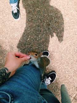 amyrrrrrowe:  This squirrel wasn’t shy