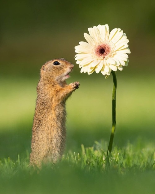 Ground squirrel smelling flowers by Dick van Dujin