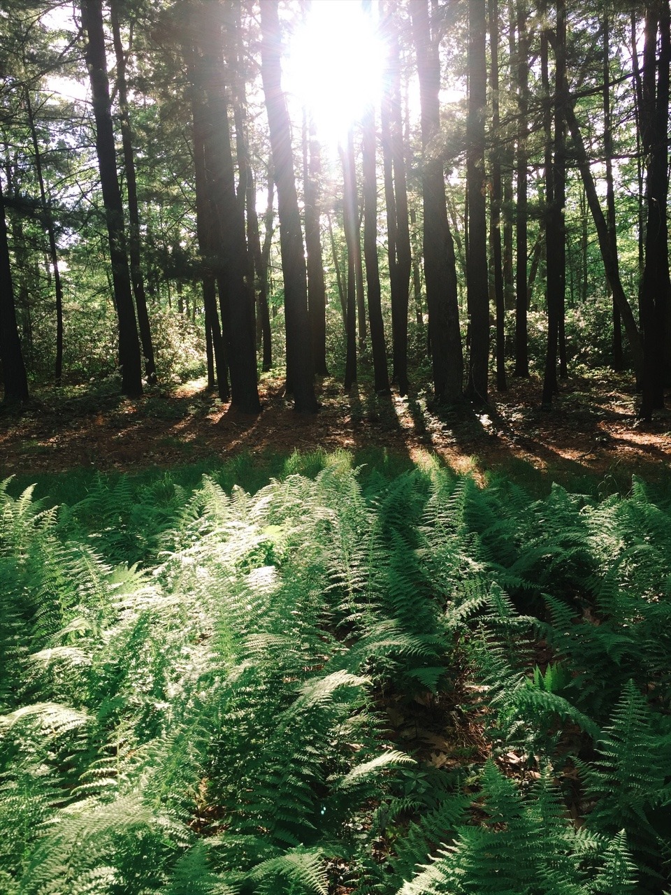 dayzea:  Central Pennsylvania, first day of summer.  (Please do not remove caption)