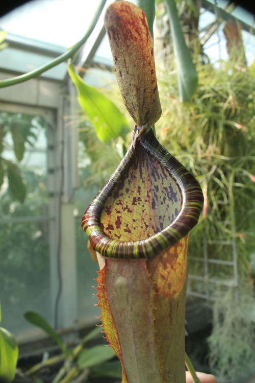 Nepenthes x ‘Ile De France’, a stunning hybrid pitcher plant bred in the 1990s. 