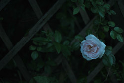 notesofgaia:   	lonely rose (2) by megaradoll    	Via Flickr: 	“All that we see or seem Is but a dream within a dream”  E. A. Poe   