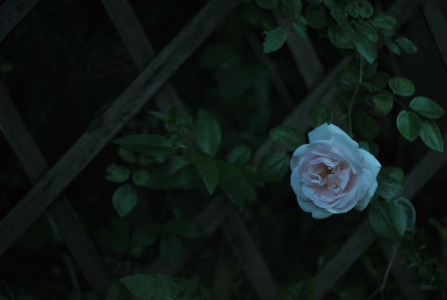 notesofgaia:   lonely rose (2) by megaradoll Via Flickr: “All that we see or seem Is but a dre