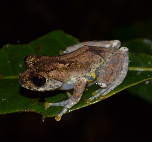Guibe’s Bright-eyed Frog (Boophis guibei), insitu at Mitsinjo (Analamazoatra) Forest Station, 