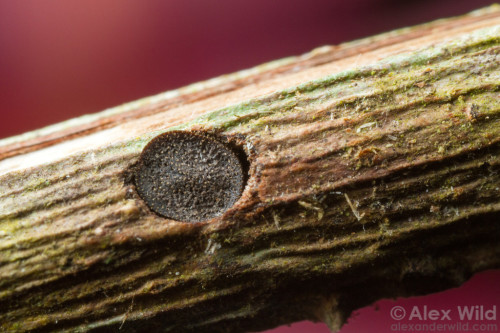 gonatistagrisea:  Cephalotes varians, otherwise known as the door head ant or turtle ant, is a species of ant that uses its bizarre head morphology to form plugs in the holes it inhabits. 