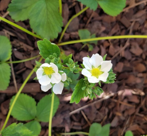 So many healthy pineberry flowers. Last year they had pretty nasty aphid and ant infestations, I hop