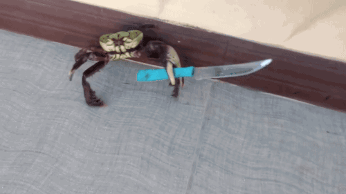 gifsboom:Gangster crab![video][ViralVideoUK]Looks like this guy is in a crabby mood