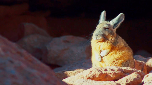 psyfiction:  Viscachas enjoying the sun. Planet Earth II.