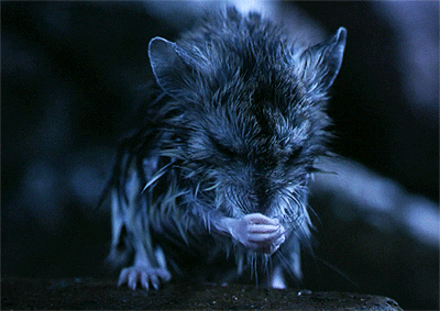 whiny-sugar-glider:  BBC - Hidden Kingdoms 